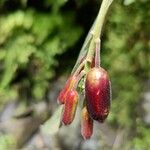 Fuchsia boliviana fruit picture by Stefano Manfredini (cc-by-sa)