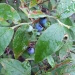 Vaccinium angustifolium fruit picture by samuel st-pierre (cc-by-sa)