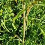 Lepidium sativum habit picture by Birgit Leppert (cc-by-sa)