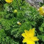 Adonis pyrenaica flower picture by carmen titivillus (cc-by-sa)