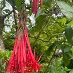 Fuchsia boliviana flower picture by sjaak blok (cc-by-sa)