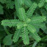 Phyllanthus amarus habit picture by R. Tournebize (cc-by-sa)