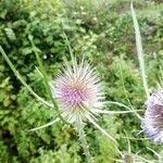 Dipsacus fullonum flower picture by genox (cc-by-sa)