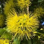 Xanthostemon chrysanthus flower picture by Hem B (cc-by-sa)