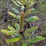 Banksia oblongifolia flower picture by Boris Therock (cc-by-sa)