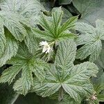 Hydrastis canadensis flower picture by Jeffrey scanlan (cc-by-sa)