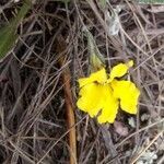 Goodenia pinnatifida flower picture by Daniel Grixti-Cheng (cc-by-sa)