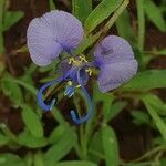 Commelina forskaolii flower picture by susan brown (cc-by-sa)