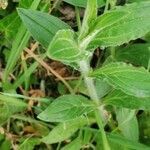 Silene noctiflora leaf picture by Joseph Dupont (cc-by-sa)