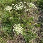 Angelica razulii habit picture by Francois Mansour (cc-by-sa)