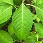 Impatiens flaccida leaf picture by Ingrid Haloche (cc-by-sa)