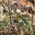 Draba siliquosa flower picture by Fabien Anthelme (cc-by-sa)