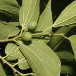 Celtis caudata leaf picture by Nelson Zamora Villalobos (cc-by-nc)