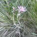 Centaurea jacea habit picture by Michael Andresek (cc-by-sa)