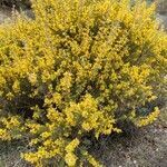 Ulex parviflorus habit picture by Pulido Mario (cc-by-sa)