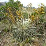 Espeletia argentea habit picture by Fabien Anthelme (cc-by-sa)