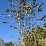 Ulmus laevis habit picture by Sabina Hartmann (cc-by-sa)