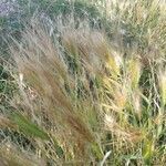 Hordeum jubatum fruit picture by Alfredo Negroni (cc-by-sa)