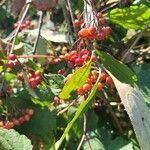 Aronia arbutifolia fruit picture by Jikki Masu (cc-by-sa)