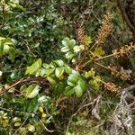 Weinmannia mauritiana habit picture by Schnittler Martin (cc-by-sa)