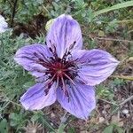 Nigella hispanica flower picture by José Manuel Bustillos (cc-by-sa)