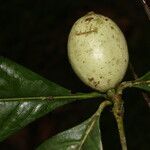 Randia grandifolia fruit picture by Nelson Zamora Villalobos (cc-by-nc)