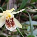 Coelogyne fimbriata flower picture by Allan Mak (cc-by-sa)