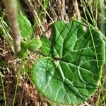 Homogyne alpina leaf picture by Marie-Claire Lecroart (cc-by-sa)