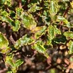 Hypericum balearicum leaf picture by weiss daniel (cc-by-sa)