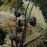 Grevillea exul fruit picture by Richard Chesher (cc-by-sa)