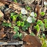 Oxalis acetosella habit picture by Jean-Marie Frenoux (cc-by-sa)