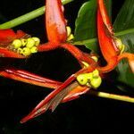 Heliconia nutans flower picture by Nelson Zamora Villalobos (cc-by-nc)