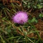 Cirsium filipendulum flower picture by Ayanaya Miren (cc-by-sa)