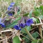 Pulmonaria longifolia flower picture by Bernard Trotin (cc-by-sa)