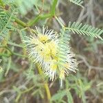 Prosopis argentina flower picture by Trap Hers (cc-by-sa)