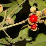 Trichilia martiana fruit picture by Nelson Zamora Villalobos (cc-by-nc)