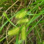 Carex hystericina leaf picture by Kayla Parr (cc-by-sa)