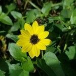 Helianthus debilis flower picture by Alex Arriaza (cc-by-sa)