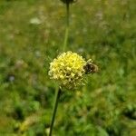 Cephalaria alpina flower picture by Jerome Josserand (cc-by-sa)