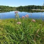 Asclepias incarnata habit picture by Robert Breeding (cc-by-sa)