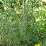 Achillea filipendulina habit picture by Bruno Colas (cc-by-sa)