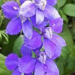 Delphinium ajacis flower picture by jacques maréchal (cc-by-sa)