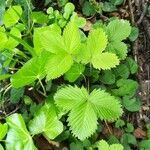 Fragaria vesca leaf picture by Malagoli Laura (cc-by-sa)