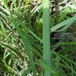 Anthericum liliago leaf picture by Jean Burger (cc-by-sa)