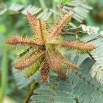 Mimosa polycarpa fruit picture by Trap Hers (cc-by-sa)