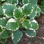 Plectranthus madagascariensis leaf picture by Mr Coetzer (cc-by-sa)