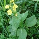 Verbascum thapsus flower picture by macchia1 (cc-by-sa)