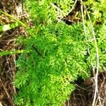 Achillea ligustica habit picture by Ammar Foufou (cc-by-sa)