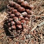 Pinus pinaster fruit picture by gianni (cc-by-sa)