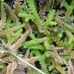 Selaginella denticulata leaf picture by Llandrich anna (cc-by-sa)